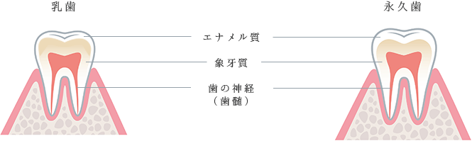 乳歯と永久歯の違い